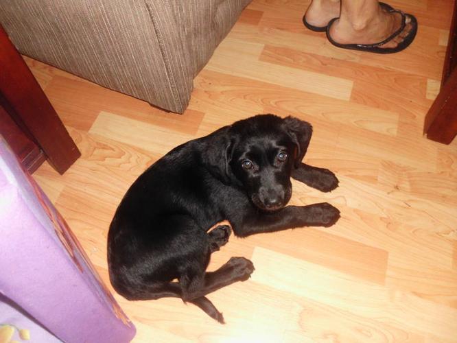 Cute female black puppy, Needs to go asap,as we are moving!