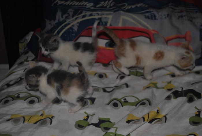 ***Cute Kittens***