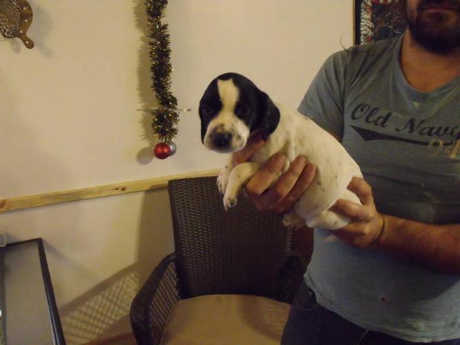 English Pointer Puppies for sale in Tweed, Ontario Nice pets in Canada