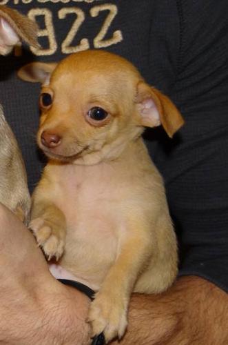 Female Chihuahua Pup!