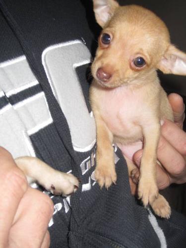 Female Chihuahua Pups