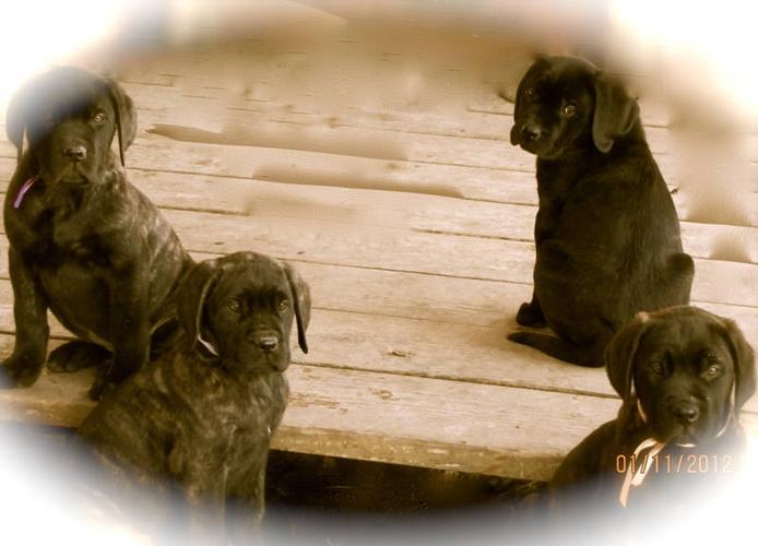 Female English Mastiff Puppies