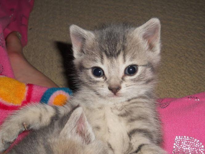 Free Tabby Kitten