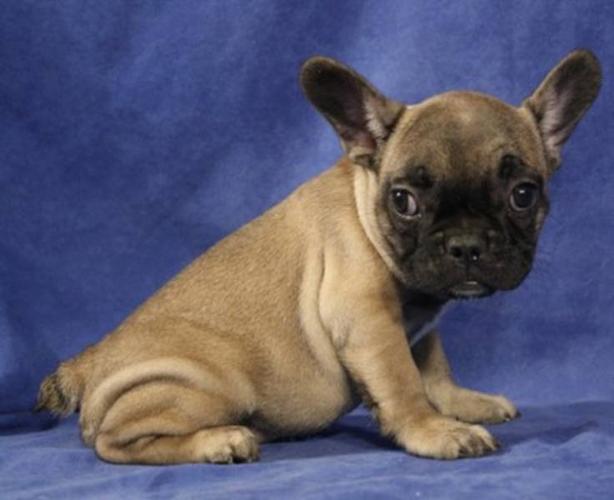 French Bulldog Puppies For Sale In Vancouver / Victory