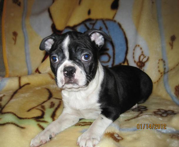 Frug puppies!!! for sale in Calgary, Alberta - Nice pets in Canada