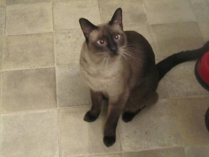 Good Natured Male Fixed Siamese cat ,