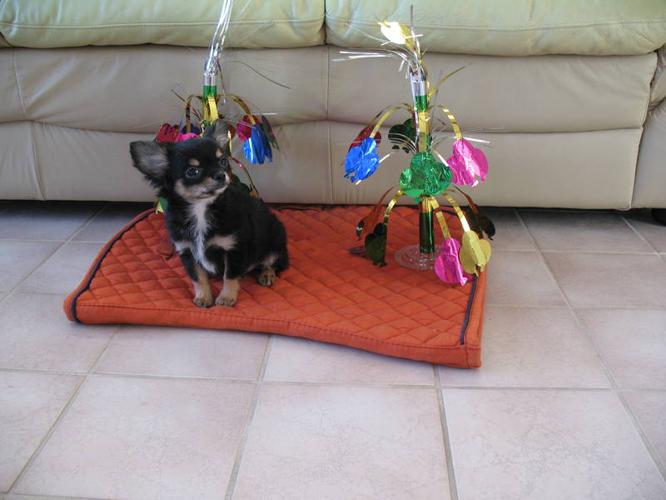 Gorgeous Black and Tan CKC Registered Male Chihuahua for Sale