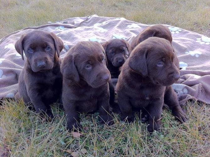 Gorgeous Female Pure Chocolate Lab Puppy