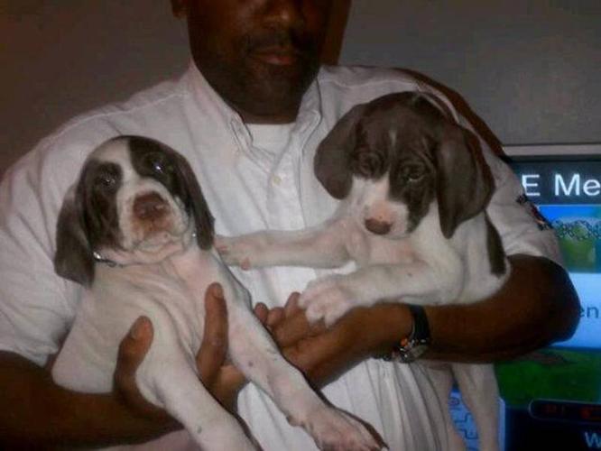 GSP PUPPIES FOR SALE - CKC REGISTERED