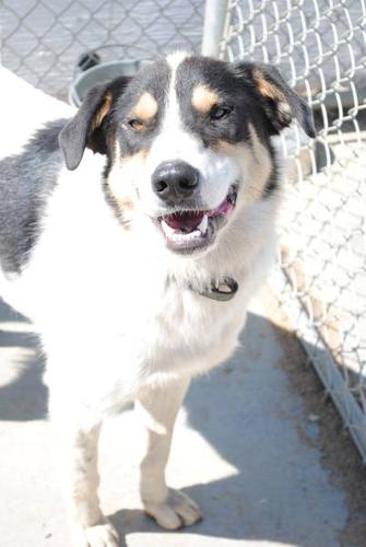 Handsome Dog with a Great Smile for adoption! FREE UNTIL DEC 31