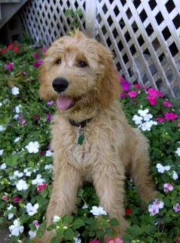 Julia has a new litter of Goldendoodle Puppies