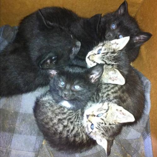 Kittens To Give Away To Good Homes