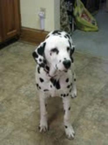 Male Dalmatian Dog for Sale.