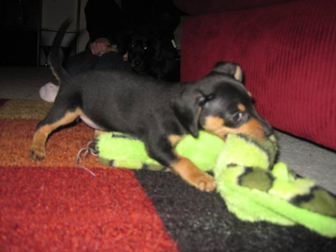 Mini dachshund chihuahua puppy 8 weeks old for sale in