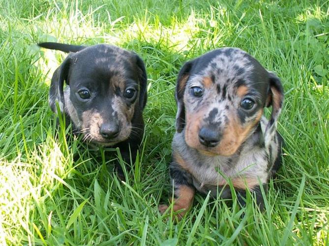 Miniature Dachshund puppies for sale in Langley, British