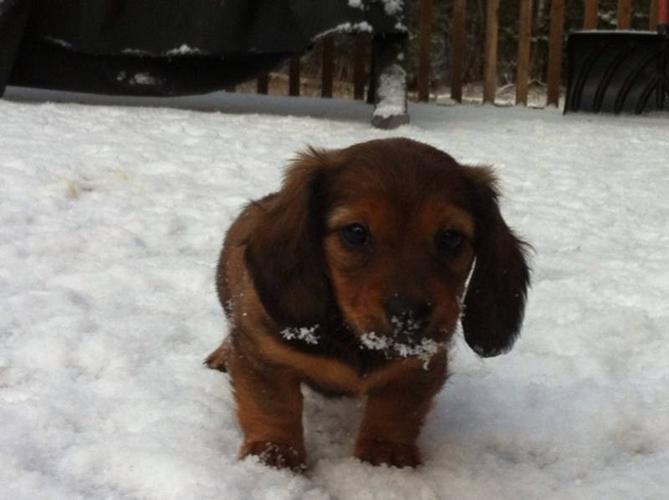 Miniature longhaired dachshund / hot dogs new price!