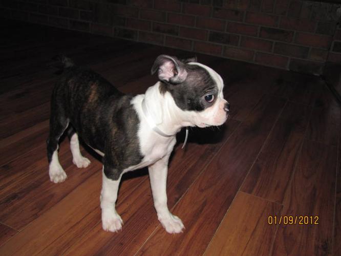 One Brindle Male Boston Terrier Puppy