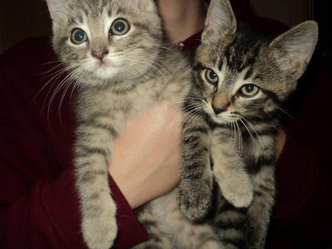 PLAYFUL RESCUED BROTHER AND SISTER KITTENS NEED HOME