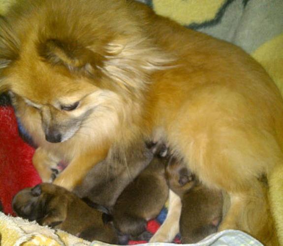 Pomeranian Babies!