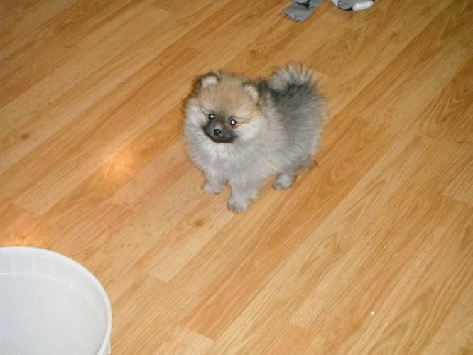 Pomeranian Puppies for sale