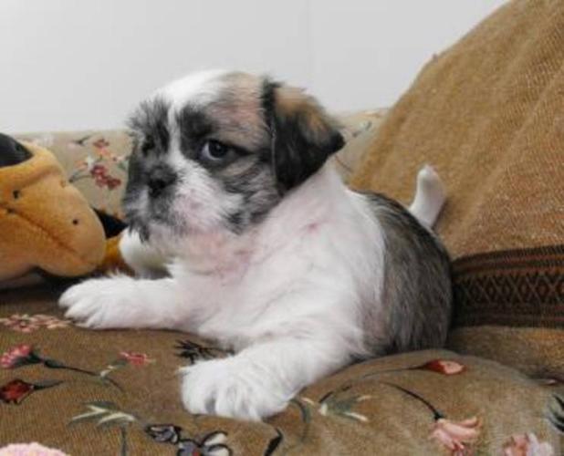 Pug x Shih Tzu Puppies: Ready For Christmas for sale in Olds, Alberta