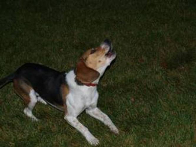 Purebred Beagle Needs a Good Home