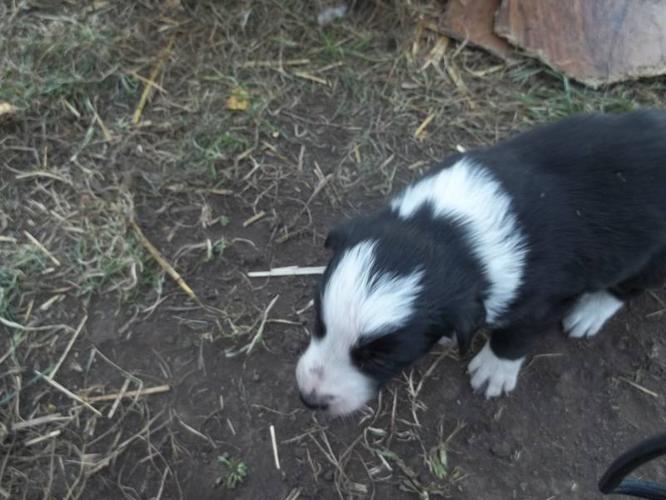 purebred border collies for sale in Rocky Mountain House, Alberta ...