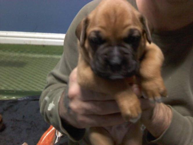 purebred boxer puppies for sale. 5 left for sale in London