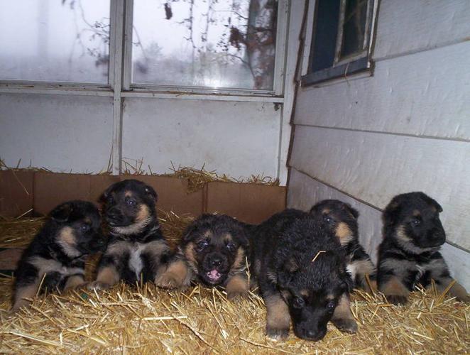 Purebred German Shepherd puppies.... for sale in Kitchener, Ontario ...