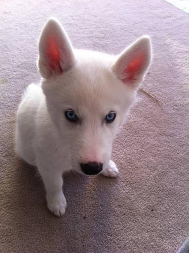 Rare and white husky with blue eyes