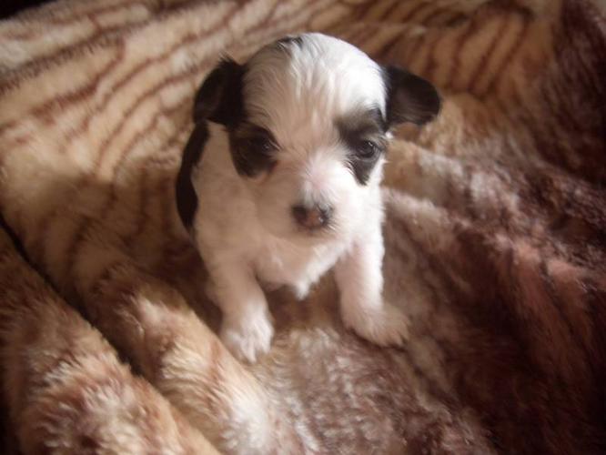 Ready For New Years!! Chinese Crested Powder Puff Puppys