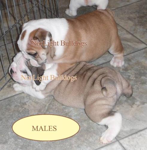 Registered English/British Bulldog pups