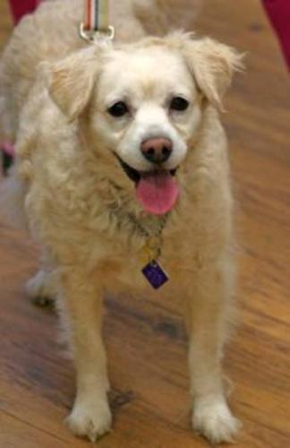 Senior Female Dog - Poodle Terrier: 