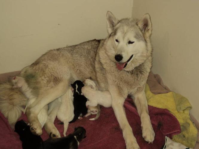 Seppala Siberian Huskies/JennAyr Sled Dogs for sale in