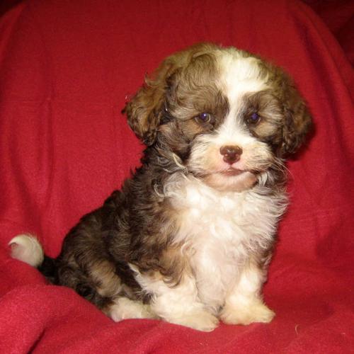 Shih Poo puppies One male left.