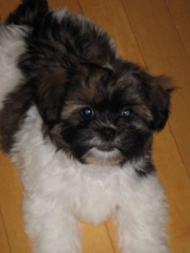 33 Top Photos Bichon Shih Tzu Puppies For Sale Canada - Zuchon Dog Breed Information Center The Bichon Frise Shih Tzu Mix