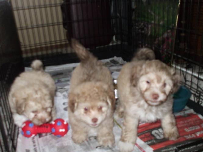 Shihtzu /Bichon Puppies