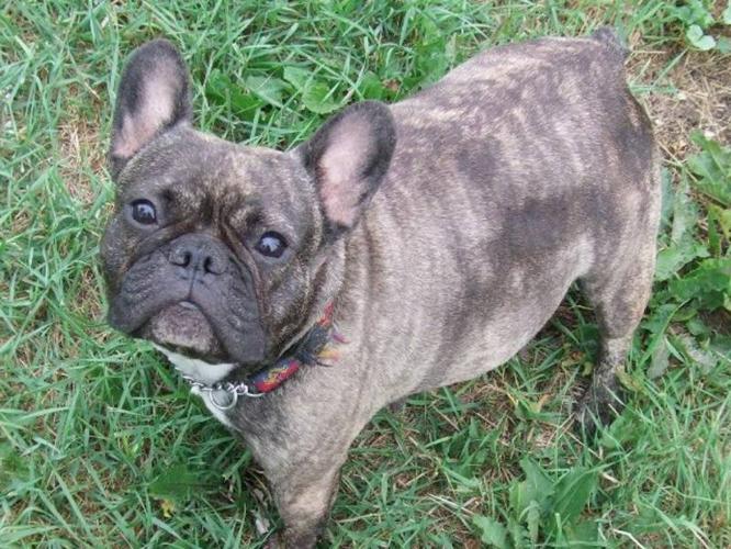 Silver Brindle Female French Bulldog for sale!!! for sale in Grand ...