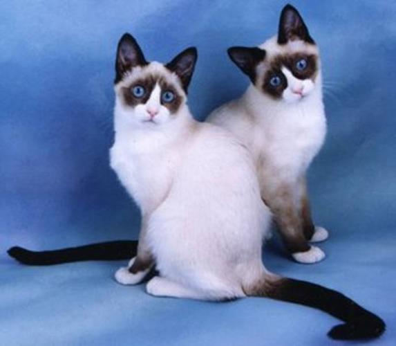 Wanted: Female Siamese or Himalyan cat 6-12 months old