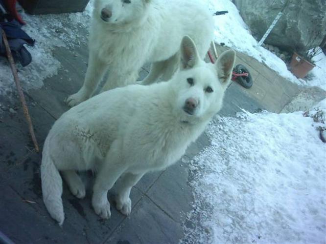 White German Shepherd puppies