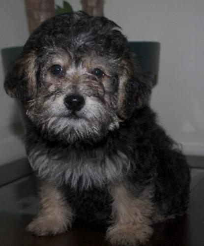 Yorkie Poo Male Pup -Adult will be ~12 lbs Vet Cert