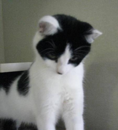 Young Female Cat - Domestic Short Hair-black and white: 