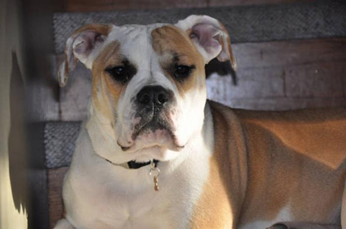 Young Female Dog - Boxer English Bulldog: 