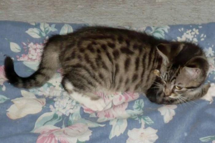 Young Male Cat - Tabby - Brown: 