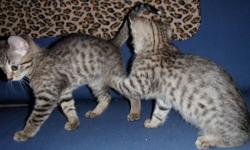 4 Girls two spotted with frosted tips. Could be twins except for one has a white tip on her tail.  The other is a mini black panther, black on black spots known in the bengal world as a Melanistic.  And a bengal marble girl.  All raised in house with my