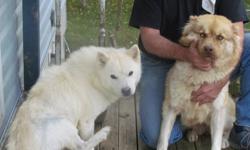 -7 year old female chow-chow/alaskin malmute, white in color, purple tongue