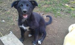 One male puppy looking for a good home, he is very gentle, loves to play and sticks around.  Mom is a Boarder Collie/Husky mix and dad is the neighbours Heinz 57.  This puppy is black with white marking and has fluffy fur, a bit of the double layer fur of