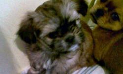 2 ADORABLE SHORKIES FOR SALE
 
Mom (in picture) is a Shih-tzu
Dad is a pure-bred Yorkie
4 Males & 2 Females Available
Comes with their first set of shots, 
de-worming, and vet check
They will be between 5-10 lbs
Asking $350.00 Firm
 
PUPPY 6 IS THE ONLY
