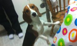 Hi My Name Is Kelly I Have A 1 Year Female Beagle
She Is A Great Dog That Loves To Go For Walks, Loves To Be Around People, And Love To Be Played With. Got Her When She Was 5 Months Old Had All Her Shots, She Is Not Fixed, Reason I Am Giving Her Away Is I