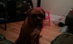 wanting to sell a one year old boxer he is great with kids and other animals crate trained he is a verry good dog i just dont have the time for him as i am working all the time my price is firm